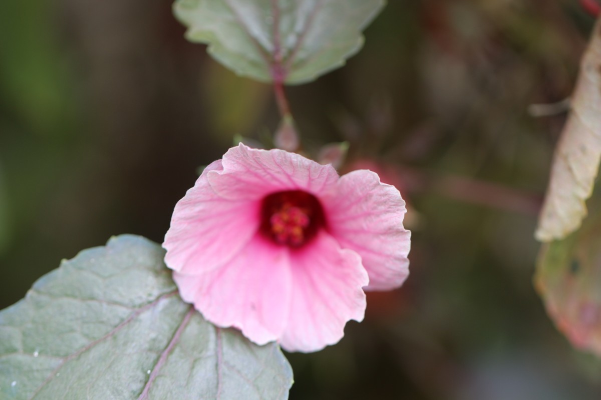 Hibiscus acetosella Welw. ex Hiern